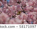 Kawazu cherry tree and mezzo 58171097