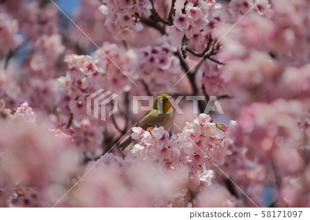 Kawazu cherry tree and mezzo 58171097