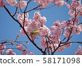 Kawazu cherry tree and mezzo 58171098