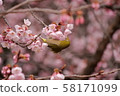 Kawazu cherry tree and mezzo 58171099