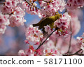 Kawazu cherry tree and mezzo 58171100