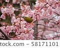 Kawazu cherry tree and mezzo 58171101