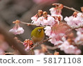 Kawazu cherry tree and mezzo 58171108