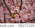 Kawazu cherry tree and mezzo 58171109