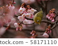 Kawazu cherry tree and mezzo 58171110