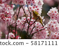 Kawazu cherry tree and mezzo 58171111