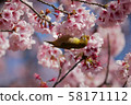 Kawazu cherry tree and mezzo 58171112