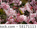 Kawazu cherry tree and mezzo 58171113