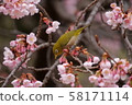 Kawazu cherry tree and mezzo 58171114