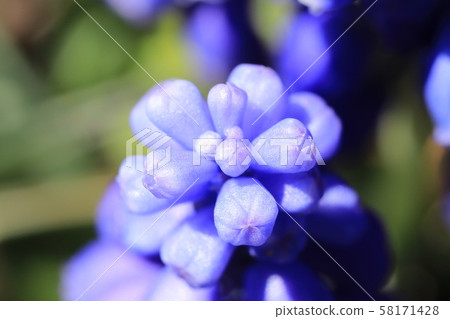 Muscari flowers 58171428