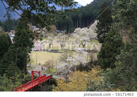 Usuzu Cherry Blossom Village, 5 (Neo, Motosu City, Gifu Prefecture) Usuzu Cherry Blossom Village, 5 (Neo, Motosu City, Gifu Prefecture) 58171463