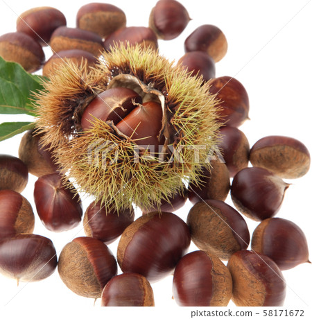Chestnut Rihei chestnut Chestnut Rihei chestnut 58171672