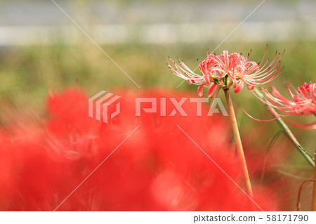 Cluster amaryllis 4527 Cluster amaryllis 4527 58171790