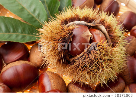 Chestnut Rihei chestnut 58171803