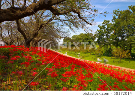 The cluster amaryllis of Satte Gongen [Satte City, Saitama Prefecture] 58172014