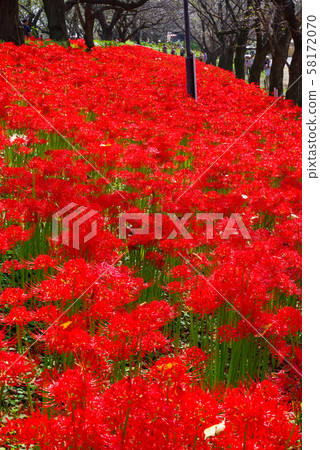 The cluster amaryllis of Satte Gongen [Satte City, Saitama Prefecture] 58172070