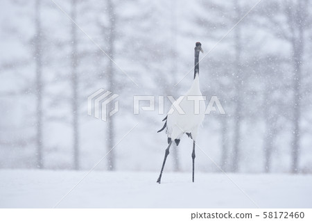 Japanese crane (Tsurui, Hokkaido) Japanese crane (Tsurui, Hokkaido) 58172460