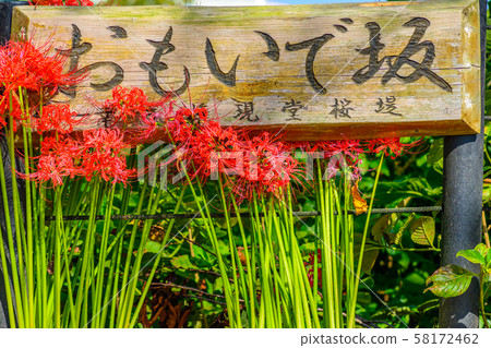The cluster amaryllis of Satte Gongen [Satte City, Saitama Prefecture] 58172462