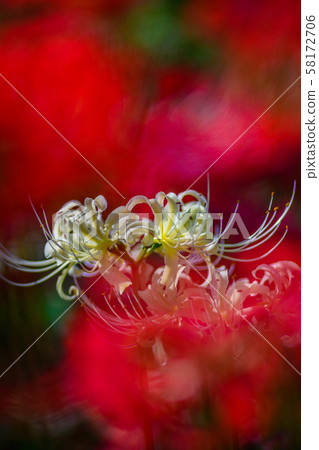 The cluster amaryllis of Satte Gongen [Satte City, Saitama Prefecture] 58172706