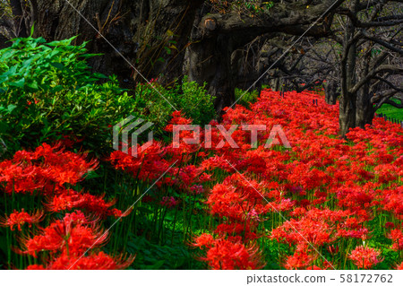 Satte Gongen [Sa玉縣沙特市] 58172762