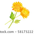 Autumn Flowers / Chrysanthemums / Watercolor 58173222