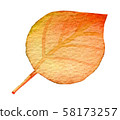 Autumn leaves / autumn 58173257