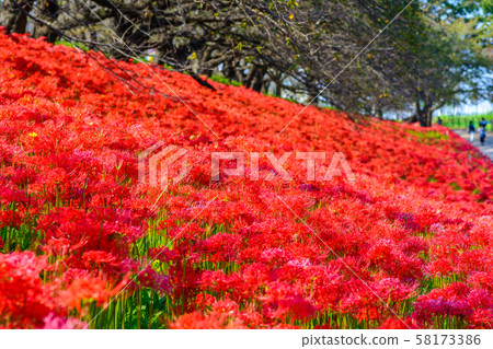 The cluster amaryllis of Satte Gongen [Satte City, Saitama Prefecture] 58173386
