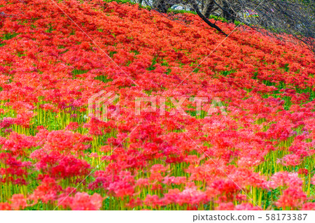 The cluster amaryllis of Satte Gongen [Satte City, Saitama Prefecture] 58173387