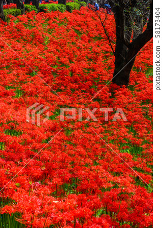 The cluster amaryllis of Satte Gongen [Satte City, Saitama Prefecture] 58173404