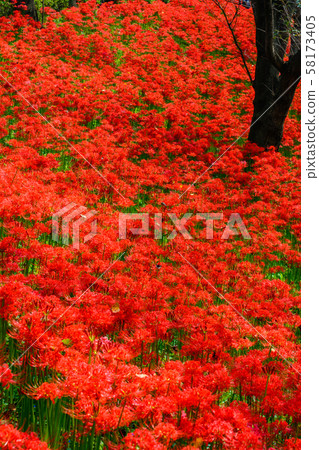 The cluster amaryllis of Satte Gongen [Satte City, Saitama Prefecture] 58173405