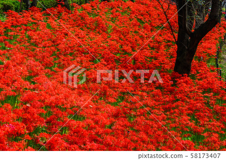The cluster amaryllis of Satte Gongen [Satte City, Saitama Prefecture] 58173407
