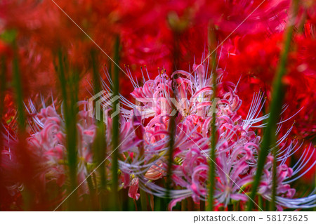 The cluster amaryllis of Satte Gongen [Satte City, Saitama Prefecture] 58173625