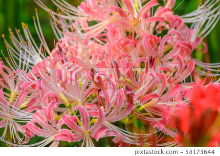 The cluster amaryllis of Satte Gongen [Satte City, Saitama Prefecture] 58173644