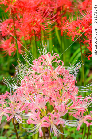 The cluster amaryllis of Satte Gongen [Satte City, Saitama Prefecture] 58173645