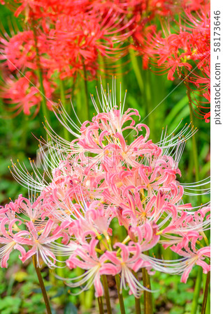 Satte Gongen [Sa玉縣沙特市] 58173646