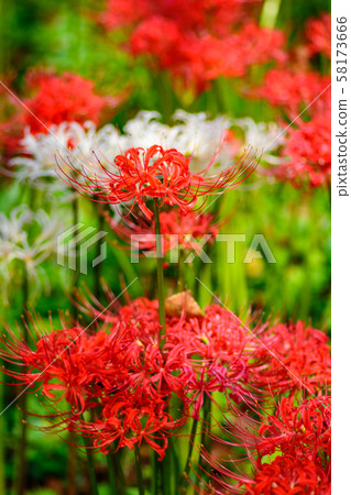 The cluster amaryllis of Satte Gongen [Satte City, Saitama Prefecture] 58173666