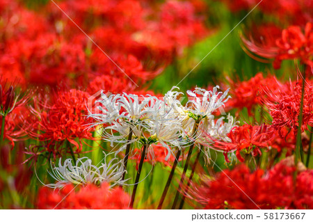 The cluster amaryllis of Satte Gongen [Satte City, Saitama Prefecture] 58173667