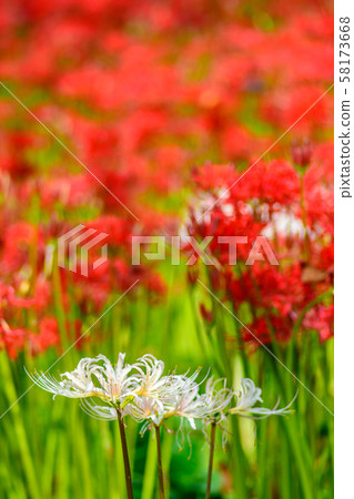 The cluster amaryllis of Satte Gongen [Satte City, Saitama Prefecture] 58173668