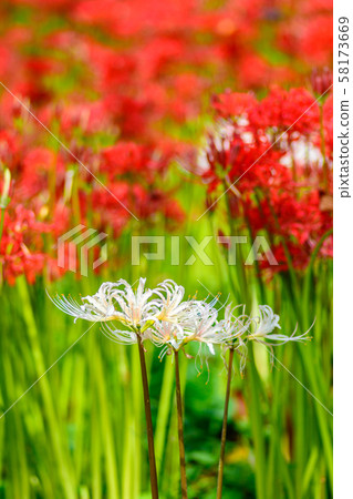 The cluster amaryllis of Satte Gongen [Satte City, Saitama Prefecture] 58173669