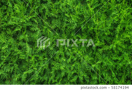 Christmas tree background. Christmas tree background. 58174194