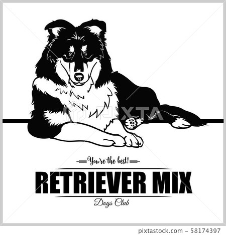Retriever Mix Dog - vector illustration for t-shirt, logo and template badges Retriever Mix Dog - vector illustration for t-shirt, logo and template badges 58174397