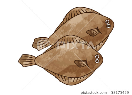 比目魚 比目魚 58175439