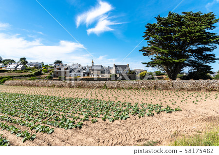 Scenic view of village and plantation in the Island of Batz Scenic view of village and plantation in the Island of Batz 58175482