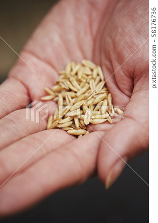 種類 種類 58176736