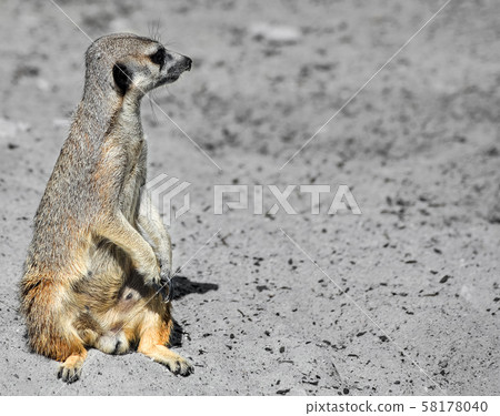 Funny Meerkat Manor sits in a clearing at the zoo 58178040