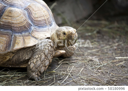 Turtle in the wild, a portrait Turtle in the wild, a portrait 58180996
