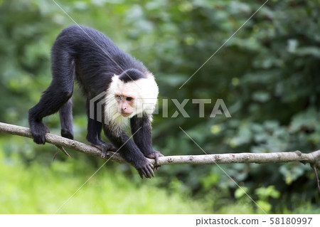 Monkey in the wild Monkey in the wild 58180997