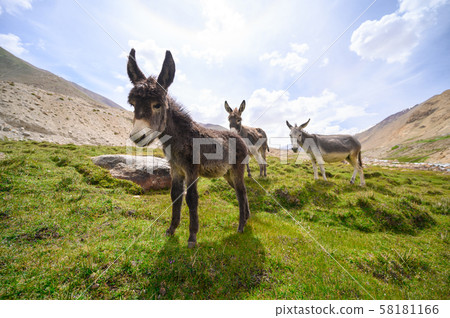 Wildlife donkeys in Himalaya 58181166