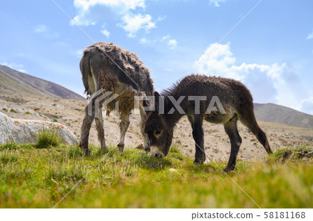 Wildlife donkeys in Himalaya 58181168