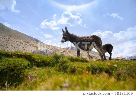 Wildlife donkeys in Himalaya 58181169